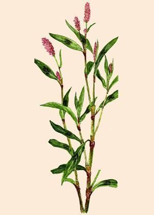 Polygonum persicaria - горец почечуйный